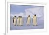 Emperor Penguins-DLILLC-Framed Photographic Print