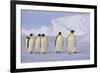 Emperor Penguins-DLILLC-Framed Photographic Print