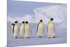 Emperor Penguins-DLILLC-Mounted Photographic Print