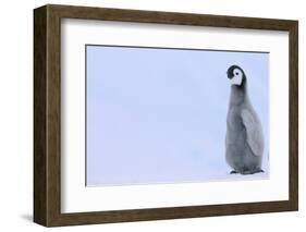 Emperor Penguins-DLILLC-Framed Photographic Print