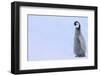 Emperor Penguins-DLILLC-Framed Photographic Print