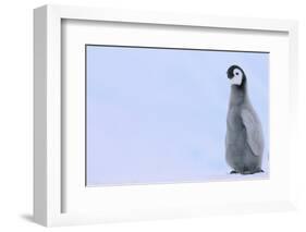 Emperor Penguins-DLILLC-Framed Photographic Print