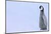 Emperor Penguins-DLILLC-Mounted Photographic Print