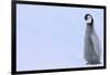 Emperor Penguins-DLILLC-Framed Photographic Print