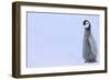 Emperor Penguins-DLILLC-Framed Photographic Print