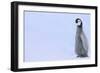 Emperor Penguins-DLILLC-Framed Photographic Print