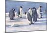 Emperor Penguins-G Marston-Mounted Art Print