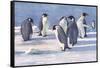 Emperor Penguins-G Marston-Framed Stretched Canvas