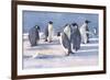 Emperor Penguins-G Marston-Framed Premium Giclee Print