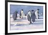 Emperor Penguins-G Marston-Framed Premium Giclee Print