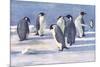 Emperor Penguins-G Marston-Mounted Premium Giclee Print