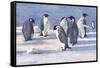 Emperor Penguins-G Marston-Framed Stretched Canvas