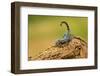 Emperor Scorpion is a Species of Scorpion Native to Rainforests and Savannas in West Africa. it is-Milan Zygmunt-Framed Photographic Print