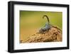 Emperor Scorpion is a Species of Scorpion Native to Rainforests and Savannas in West Africa. it is-Milan Zygmunt-Framed Photographic Print