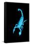 Emperor Scorpion (Pandinus Imperator) Fluorescing under Ultraviolet Light-Adrian Davies-Framed Stretched Canvas