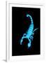 Emperor Scorpion (Pandinus Imperator) Fluorescing under Ultraviolet Light-Adrian Davies-Framed Photographic Print