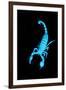 Emperor Scorpion (Pandinus Imperator) Fluorescing under Ultraviolet Light-Adrian Davies-Framed Photographic Print