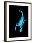 Emperor Scorpion (Pandinus Imperator) Fluorescing under Ultraviolet Light-Adrian Davies-Framed Photographic Print