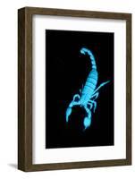 Emperor Scorpion (Pandinus Imperator) Fluorescing under Ultraviolet Light-Adrian Davies-Framed Photographic Print