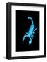Emperor Scorpion (Pandinus Imperator) Fluorescing under Ultraviolet Light-Adrian Davies-Framed Photographic Print