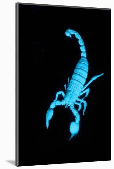 Emperor Scorpion (Pandinus Imperator) Fluorescing under Ultraviolet Light-Adrian Davies-Mounted Photographic Print