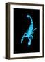 Emperor Scorpion (Pandinus Imperator) Fluorescing under Ultraviolet Light-Adrian Davies-Framed Photographic Print