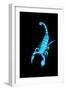 Emperor Scorpion (Pandinus Imperator) Fluorescing under Ultraviolet Light-Adrian Davies-Framed Photographic Print