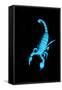 Emperor Scorpion (Pandinus Imperator) Fluorescing under Ultraviolet Light-Adrian Davies-Framed Stretched Canvas