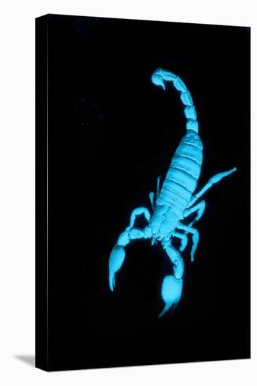 Emperor Scorpion (Pandinus Imperator) Fluorescing under Ultraviolet Light-Adrian Davies-Stretched Canvas