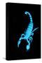 Emperor Scorpion (Pandinus Imperator) Fluorescing under Ultraviolet Light-Adrian Davies-Stretched Canvas