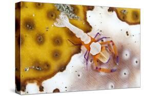 Emperor Shrimp on a Sea Cucumber-null-Stretched Canvas