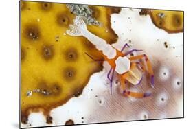 Emperor Shrimp on a Sea Cucumber-null-Mounted Photographic Print