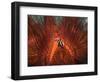 Emperor Snapper, Juvenile Sheltering, False Fire Urchin, Lembeh Strait, North Sulawesi, Indonesia-Georgette Douwma-Framed Premium Photographic Print