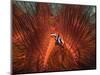 Emperor Snapper, Juvenile Sheltering, False Fire Urchin, Lembeh Strait, North Sulawesi, Indonesia-Georgette Douwma-Mounted Premium Photographic Print