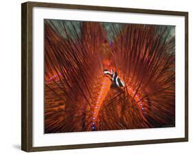 Emperor Snapper, Juvenile Sheltering, False Fire Urchin, Lembeh Strait, North Sulawesi, Indonesia-Georgette Douwma-Framed Photographic Print