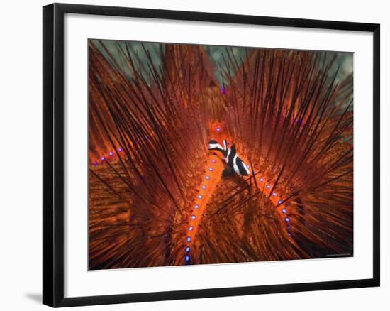 Emperor Snapper, Juvenile Sheltering, False Fire Urchin, Lembeh Strait, North Sulawesi, Indonesia-Georgette Douwma-Framed Photographic Print