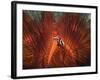 Emperor Snapper, Juvenile Sheltering, False Fire Urchin, Lembeh Strait, North Sulawesi, Indonesia-Georgette Douwma-Framed Photographic Print