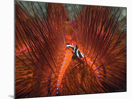 Emperor Snapper, Juvenile Sheltering, False Fire Urchin, Lembeh Strait, North Sulawesi, Indonesia-Georgette Douwma-Mounted Photographic Print