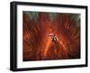 Emperor Snapper, Juvenile Sheltering, False Fire Urchin, Lembeh Strait, North Sulawesi, Indonesia-Georgette Douwma-Framed Photographic Print