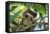 Emperor Tamarin-null-Framed Stretched Canvas