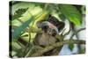 Emperor Tamarin-null-Stretched Canvas