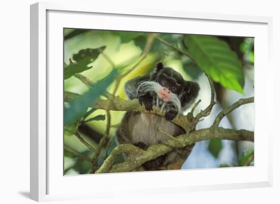 Emperor Tamarin-null-Framed Photographic Print