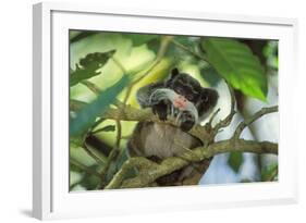 Emperor Tamarin-null-Framed Photographic Print