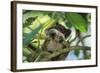 Emperor Tamarin-null-Framed Photographic Print