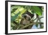 Emperor Tamarin-null-Framed Photographic Print