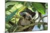 Emperor Tamarin-null-Mounted Photographic Print