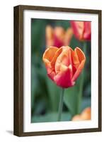 Emperor Tulip I-Dana Styber-Framed Photographic Print