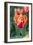 Emperor Tulip I-Dana Styber-Framed Photographic Print