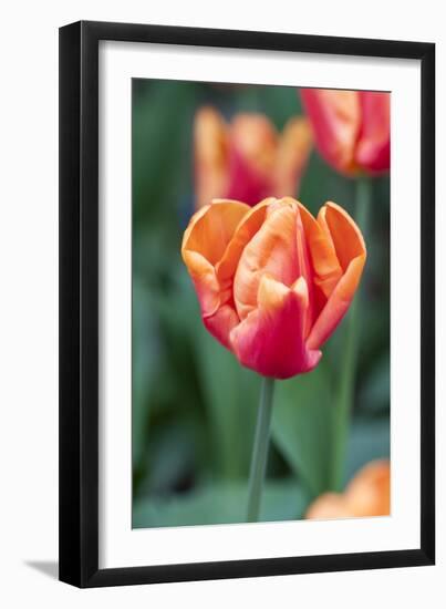 Emperor Tulip I-Dana Styber-Framed Photographic Print