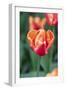 Emperor Tulip I-Dana Styber-Framed Photographic Print